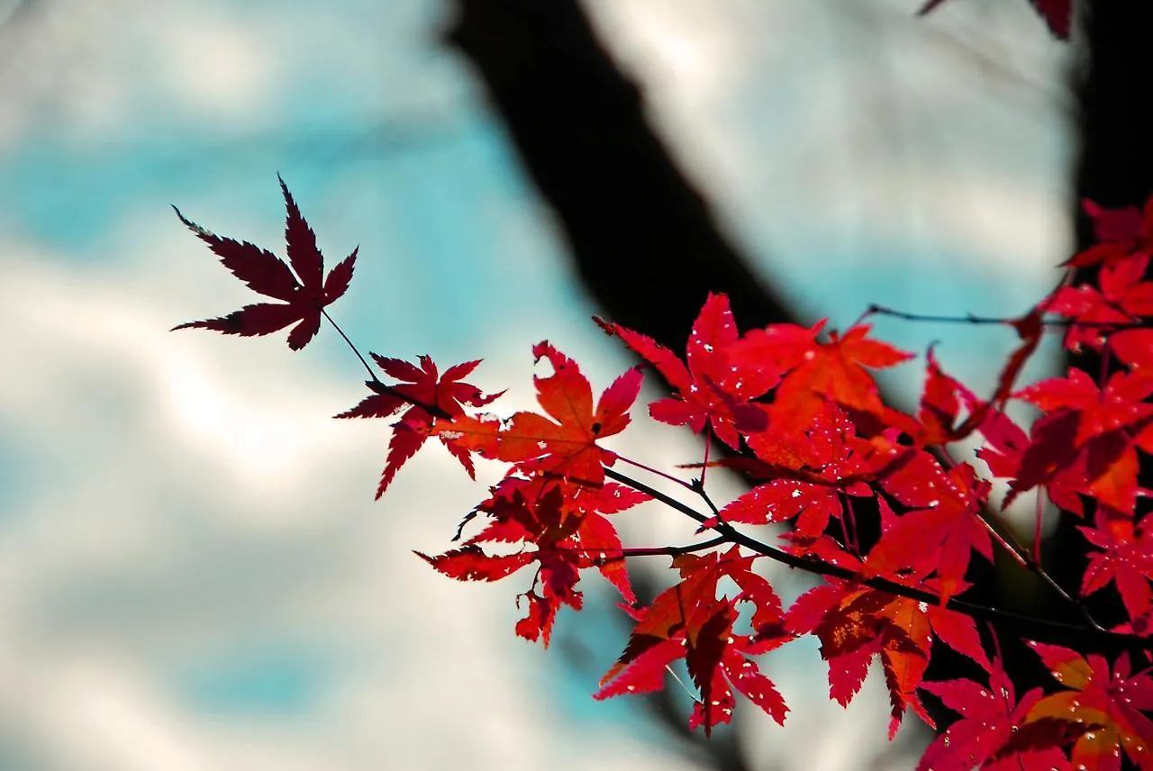 Stay Sakura Kyoto Shijo Karasuma 日本